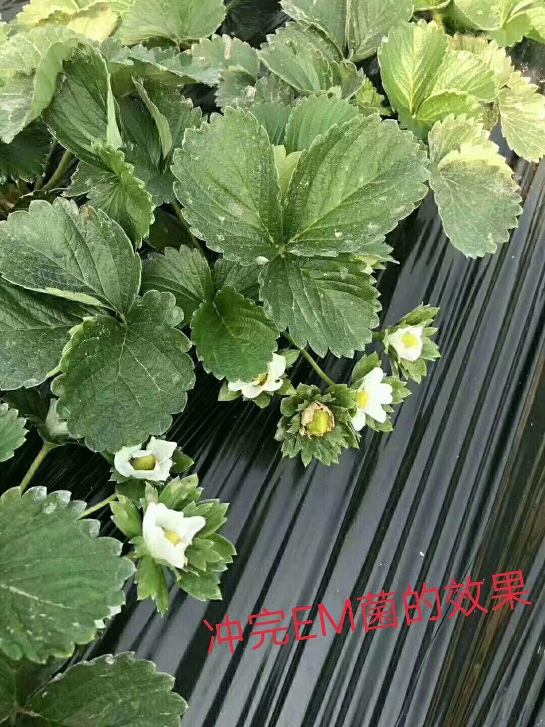 种植EM菌液 复合微生物菌剂  EM菌母液