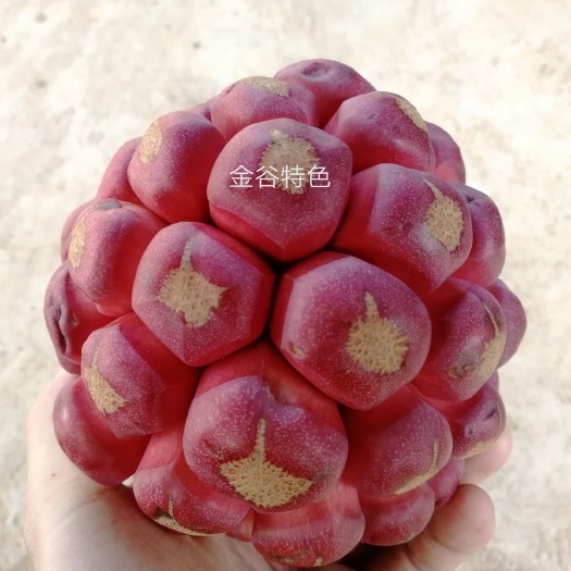 遂川县粉红黑老虎苗 菠萝葡萄大血藤实生苗
