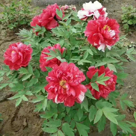 亳州观赏牡丹 2~4cm 10~12cm 0.5~1米