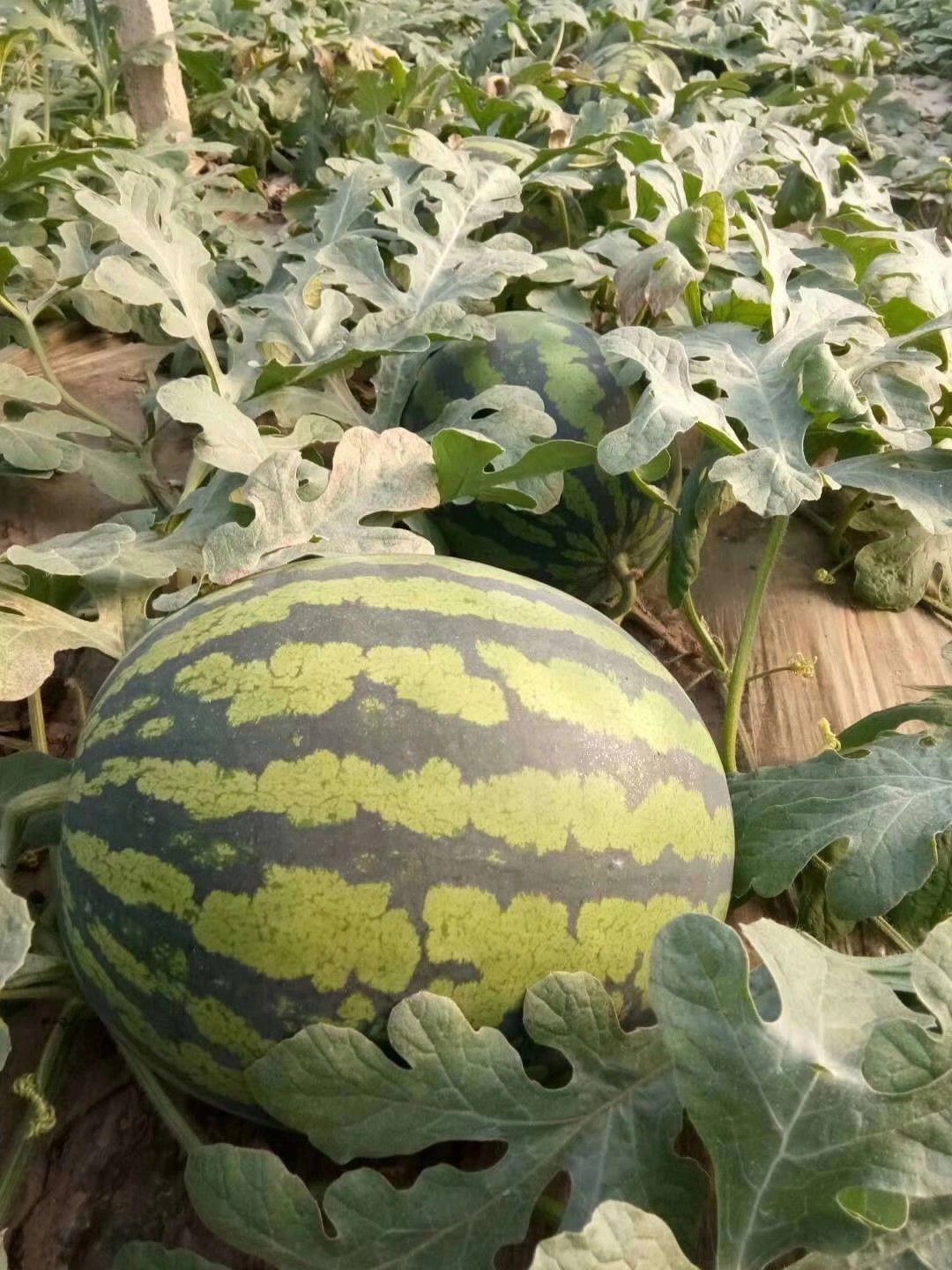 甜王西瓜种子,甜王种子