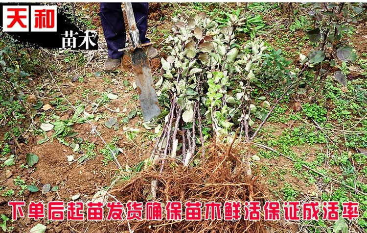 冰糖心苹果苗 1~1.5米 