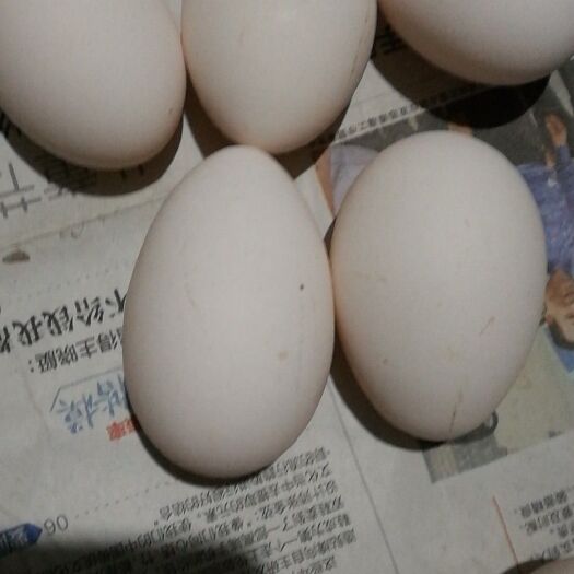 成都贵妃鸡蛋 食用 简包装 