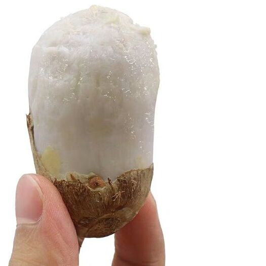 蒙阴县毛芋头 2cm以上