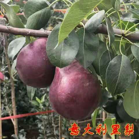 平邑县意大利黑梨苗 1~1.5米 
