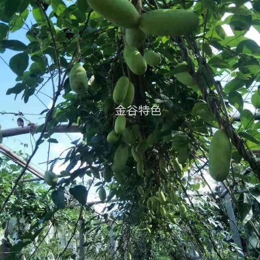 遂川县八月瓜苗 