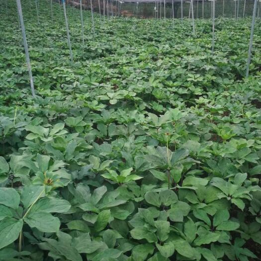 昆明 【重楼苗】高杆 矮杆 多芽 粉质滇重楼苗 七叶一枝花苗