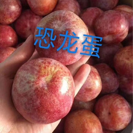 泰安恐龙蛋李子苗 嫁接苗