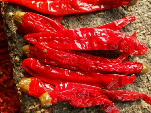 天津泡椒  天津代言品种津红系列辣椒，加工腌制，厂家批发出售