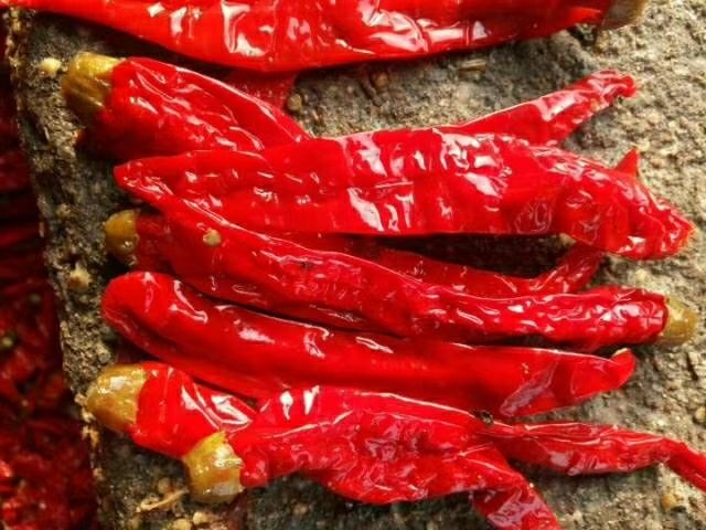 泡椒  天津代言品种津红系列辣椒，加工腌制，厂家批发出售