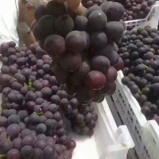 平邑县巨峰葡萄苗 