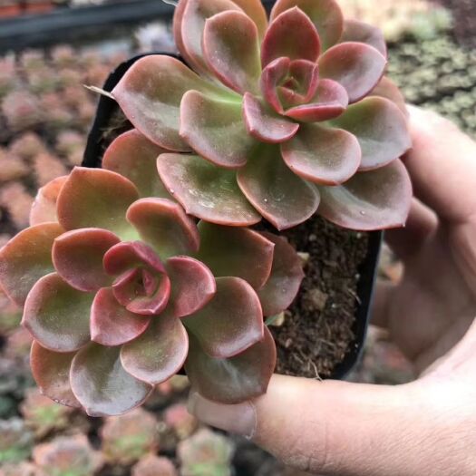 昆明巧克力方砖