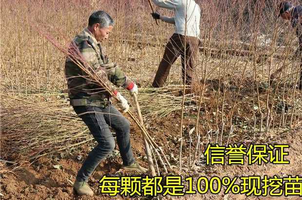 黄金蟠桃树苗 1.5~2.0米 