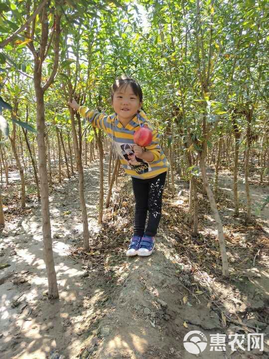  石榴树苗石榴苗南北方盆地栽庭院特大突尼斯软无籽果树石榴树树苗