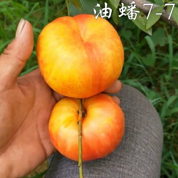 黄金蟠桃树苗 1.5~2.0米 