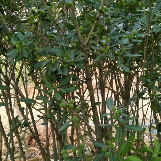 灵山县杨梅树