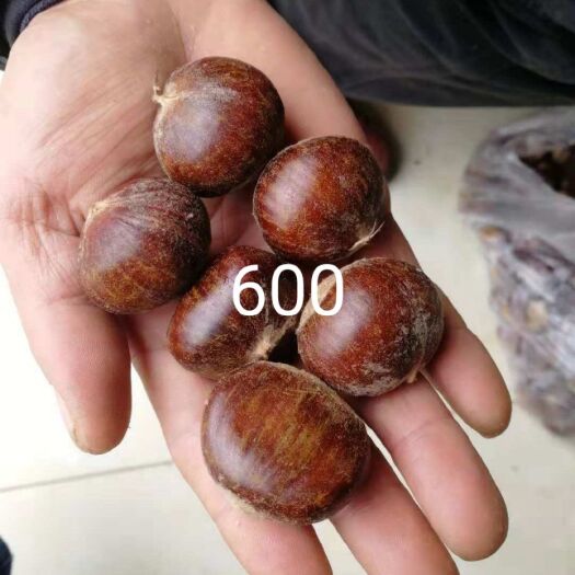 泰安油栗 一级 中粒