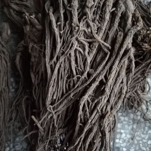 绍兴 羌活