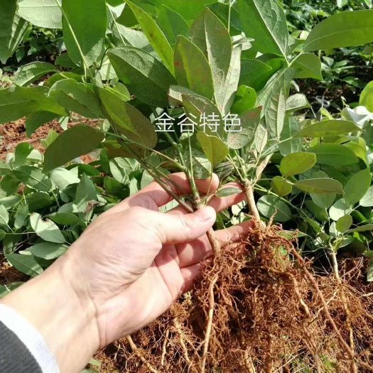 遂川县九月黄金蕉苗 新品种木通种苗九月黄种植