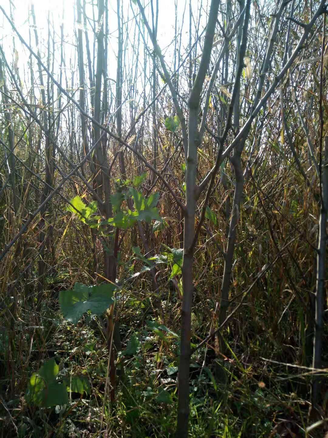  苹果苗  苹果树苗  红肉苹果树苗