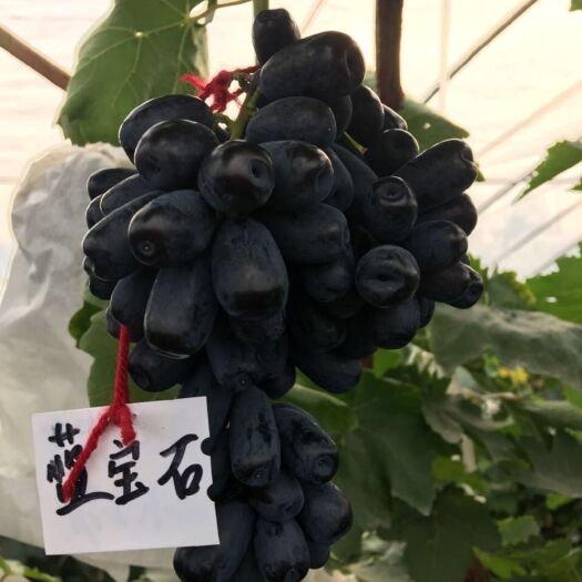 泰安蓝宝石葡萄苗