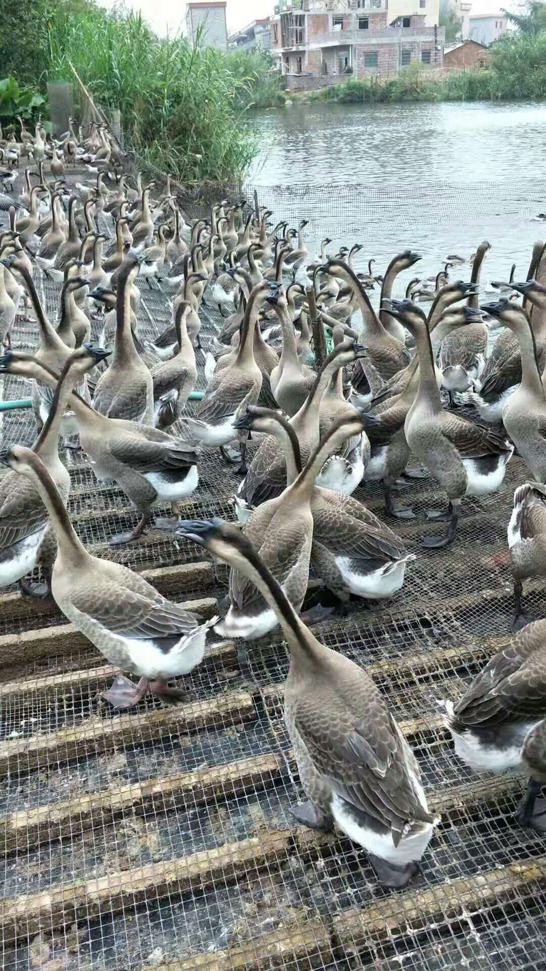 马岗鹅苗  の鹅苗，脱温鹅苗，品种品质保证 已做好小鹅瘟疫苗
