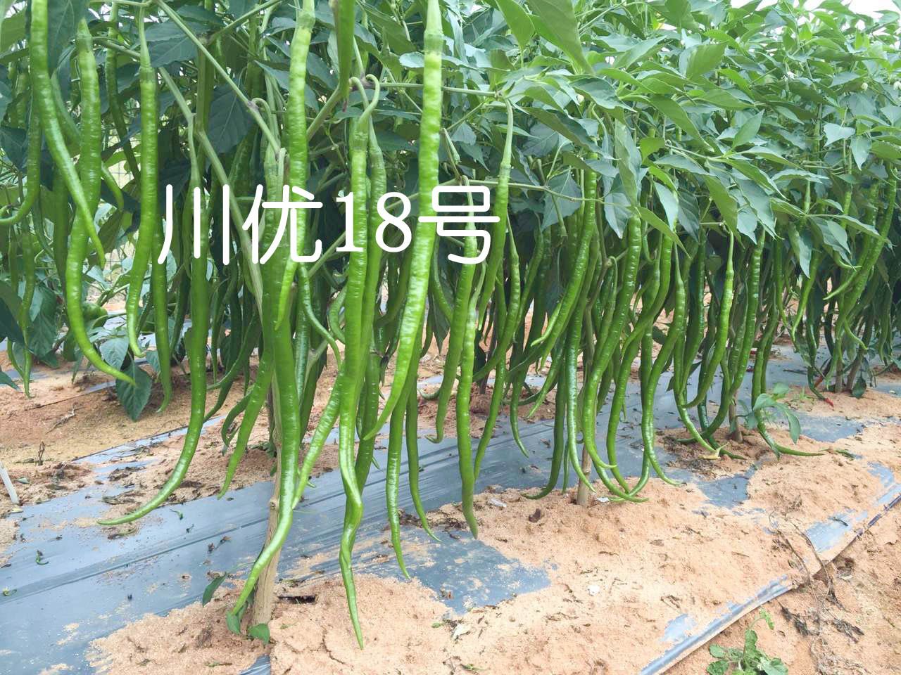 川椒18号  辣椒种子