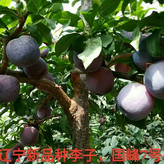 盖州市国峰7号李子苗 