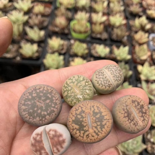 青州市生石花 