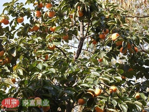 成都富有柿子苗 