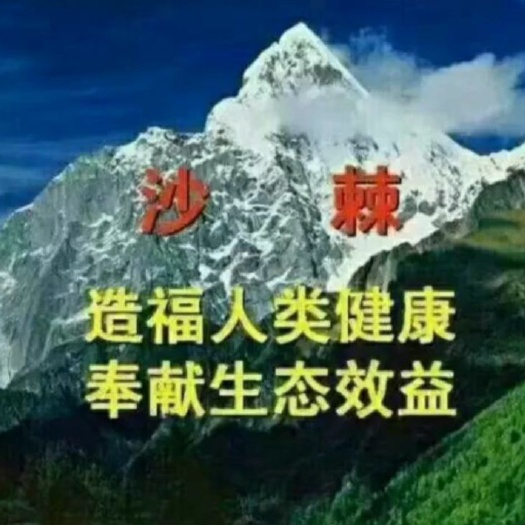 漳县沙棘  30起步沙棘苗