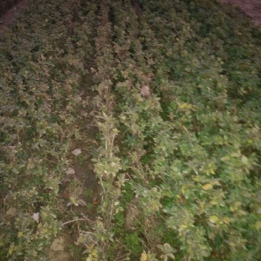 封丘县树形金银花 40~50公分