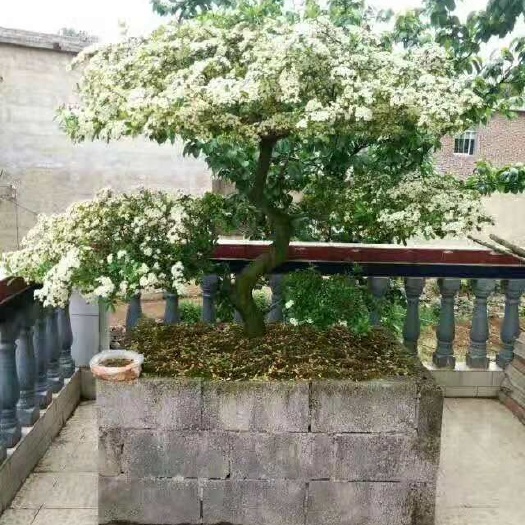 镇宁县火棘桩