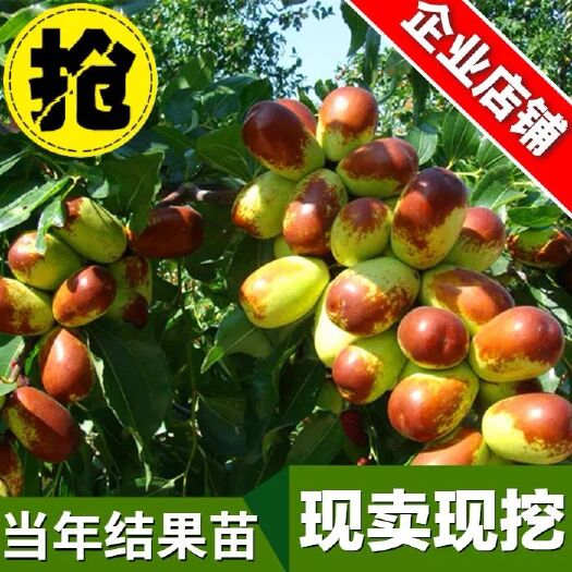 平邑县沾化冬枣苗 基地直销，现挖现卖，保成活，保品种。