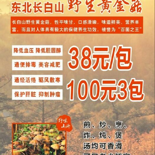 广州黄金菇 干货 野生