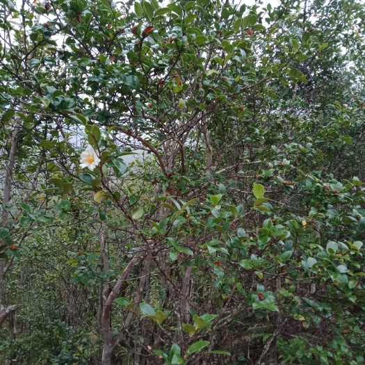 广南县白花茶山茶油