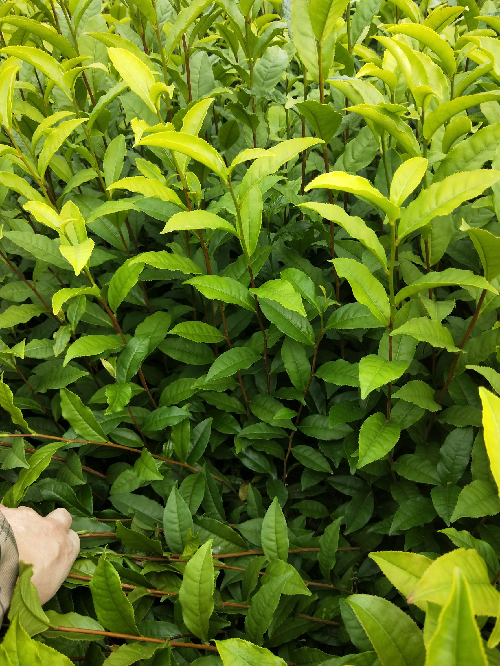 福云六号茶树苗 独本苗 0.5米以下