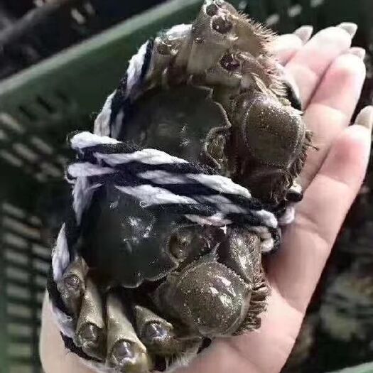 泗阳县洪泽湖大闸蟹 母蟹 2.0两以下