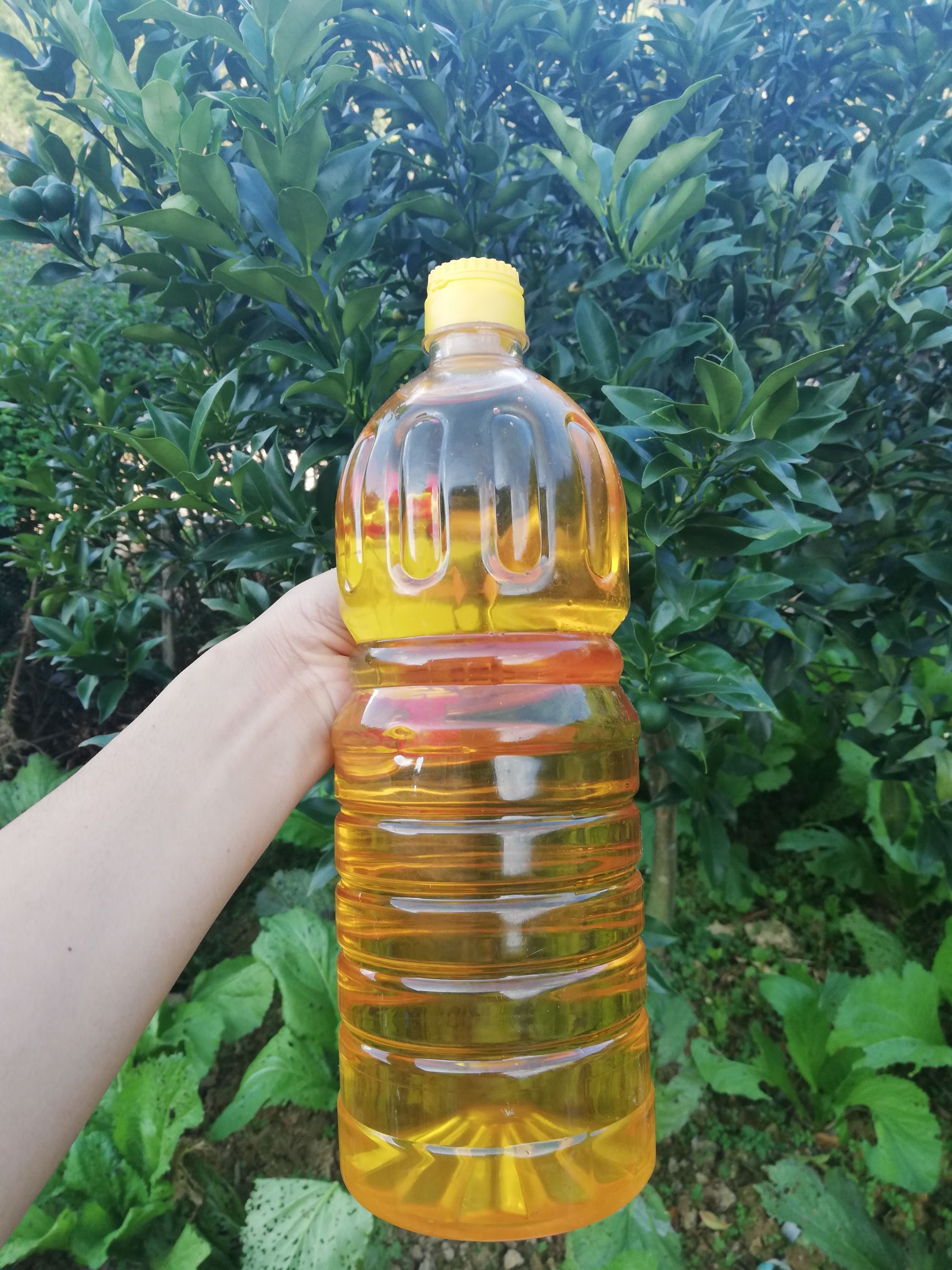 野生山茶油 