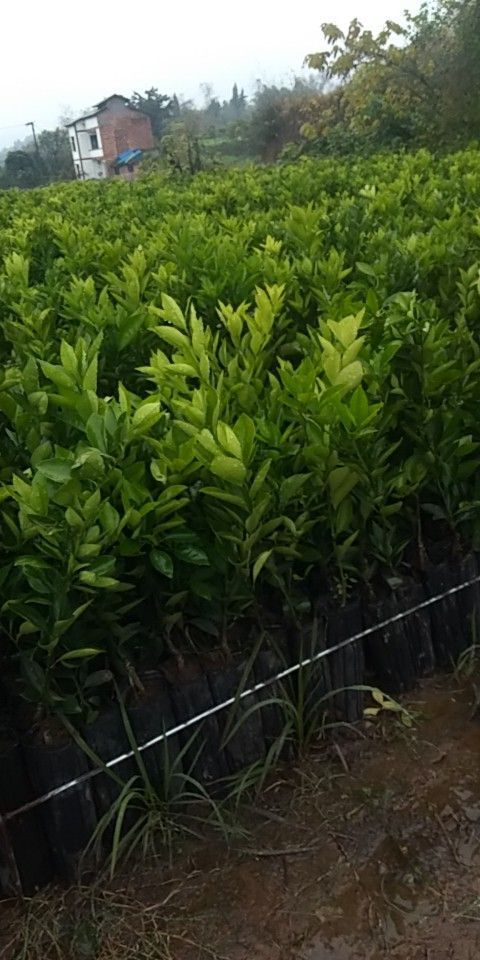 重庆市卡拉卡拉红肉脐橙苗 杯苗袋苗 0.5~1米