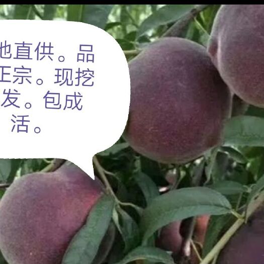 平邑县黑桃苗 基地直供果苗。