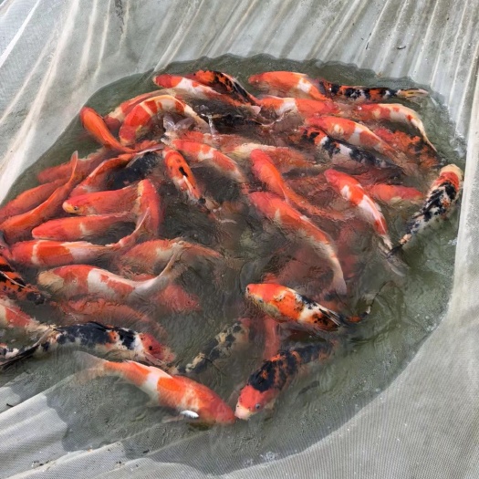 贺州锦鲤鱼苗