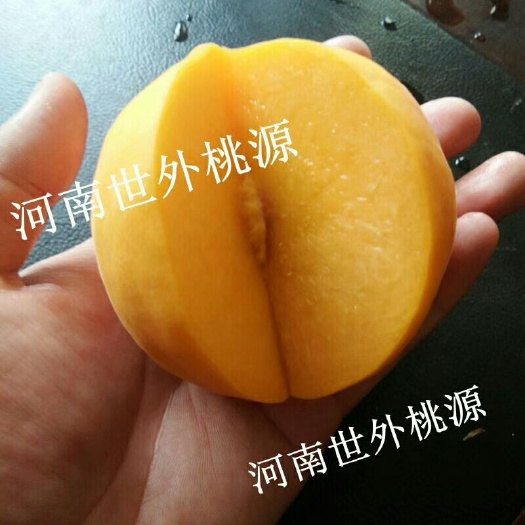 遂平县黄金蜜3号 1~1.5米