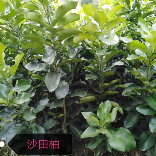 荔浦市沙田柚苗