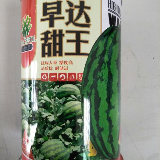 商水县甜王西瓜种子 二倍体杂交种 ≥85%