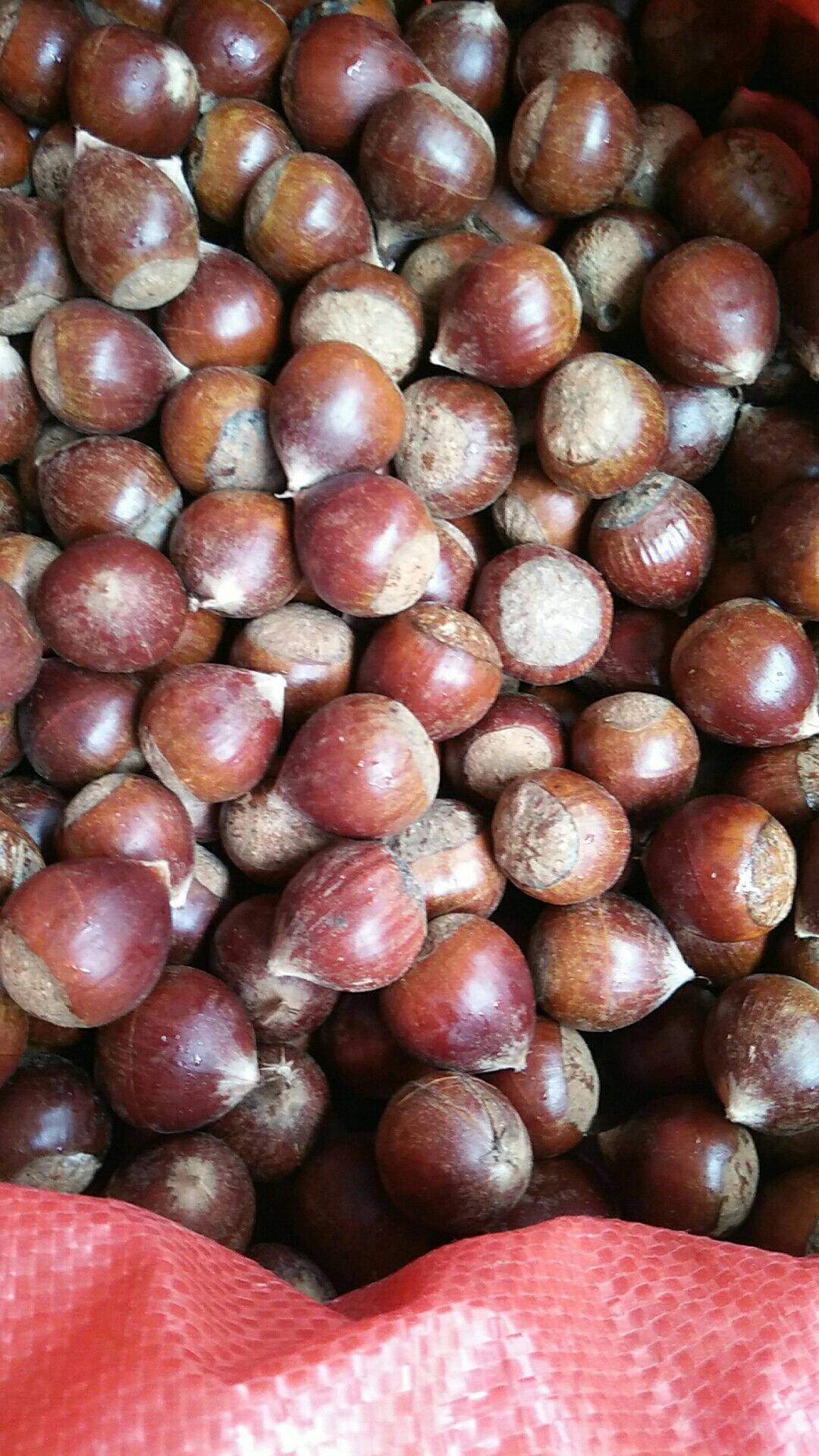 锥栗 浙江省金华市义乌市 3-6个月