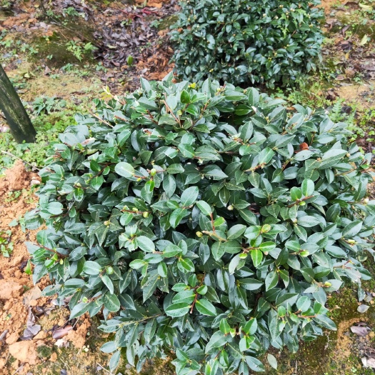 郴州茶梅 50~80cm