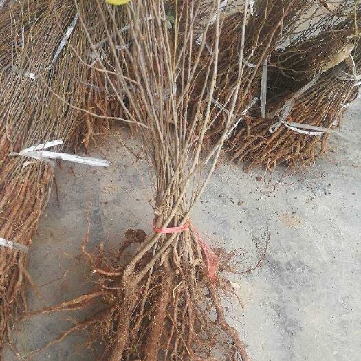 绛县钙果苗  2年，当年挂果。