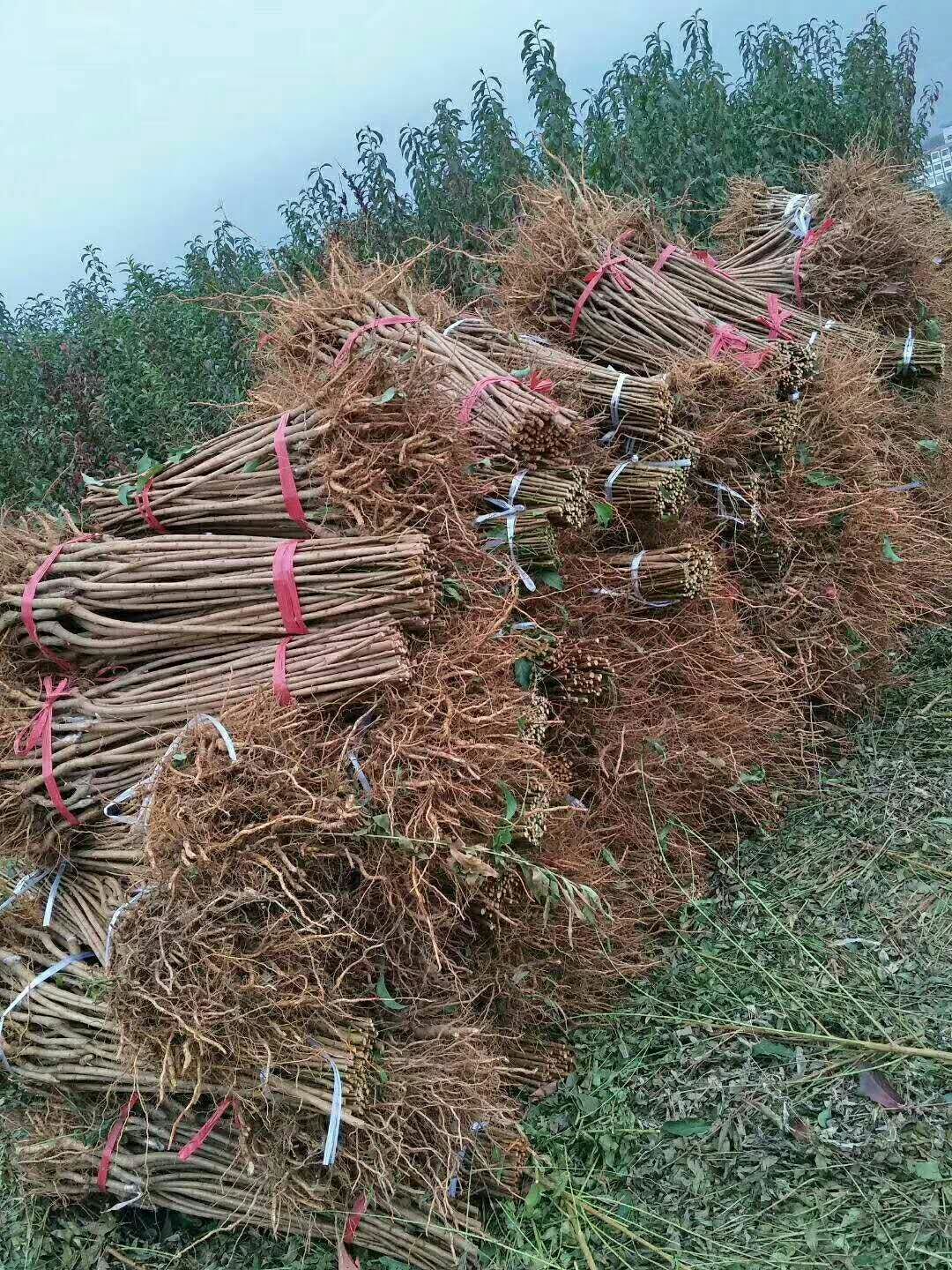 青脆李苗  李子苗李子树苗嫁接青脆四川脱骨李子苗蜂糖李子树苗南北方种植