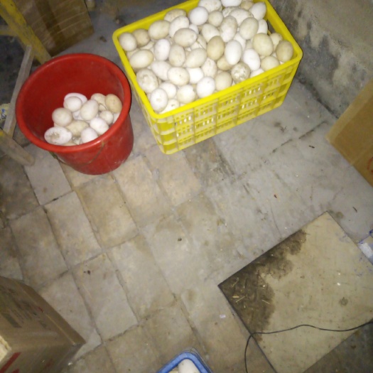濮阳县鲜鹅蛋 食用 箱装
