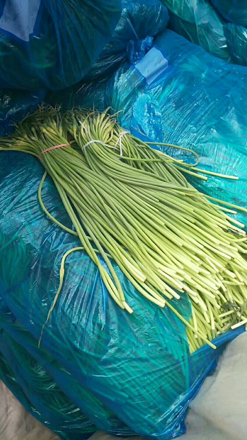 蒜苔精品红帽蒜苔白帽可加工市场一手货产地电商平台稍青条长